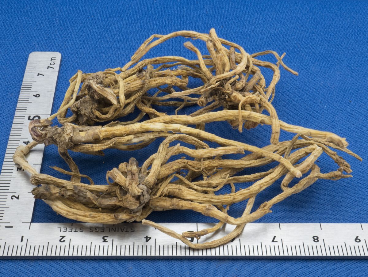 竜胆[りんどう]（竜胆[りゅうたん]） くもりぞら