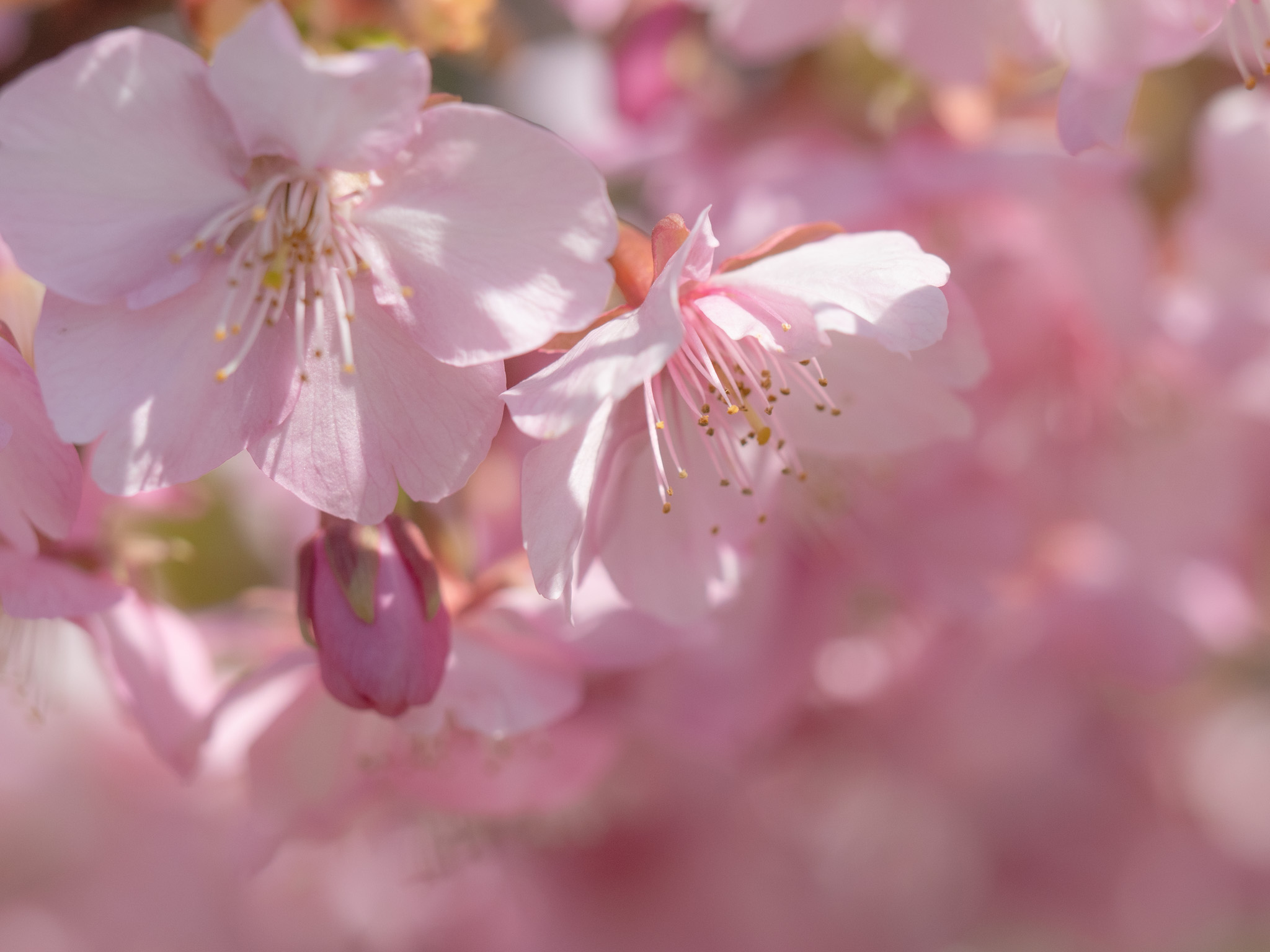 桜[さくら]（桜皮[おうひ]） | くもりぞら